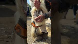 He needed a good trim! #horse #satisfying #equestrian #asmr #shorts