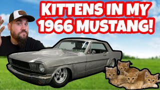 2 DAY OLD LITTER OF KITTENS IN MY 1966 MUSTANG! screenshot 1