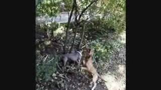 Pit Bulls Rambo & Delilah