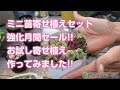 【多肉植物】ミニ苗寄せ植えセット強化月間セール!!お試し寄せ植え作ってみました!!【succulent】トロピカルガーデン