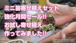 【多肉植物】ミニ苗寄せ植えセット強化月間セール!!お試し寄せ植え作ってみました!!【succulent】トロピカルガーデン