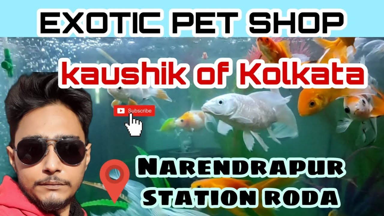 THE EXOTIC PET FISH SHOP of Narendrapur Stn. ROAD... !