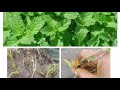 how to start mint on terrace garden.மாடி தோட்டத்தில் புதினா கொத்தமல்லி.. புதினா வளர்ப்பு முறை..☘️☘️