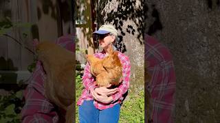 #backyardflock #backyardchickens #cutepets #bufforpington