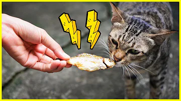 Ist Thunfisch ungesund für Katzen?