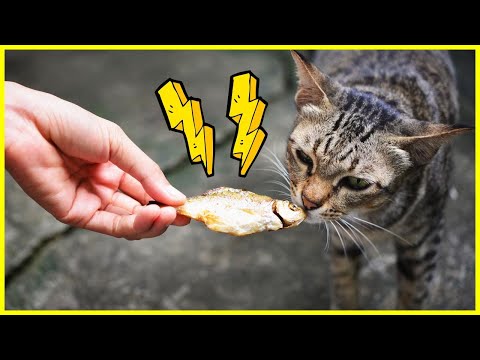 Video: Sind Katzen schneller als Hunde?