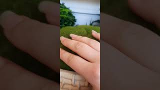 Asmr Oddest Sounding Fake Moss