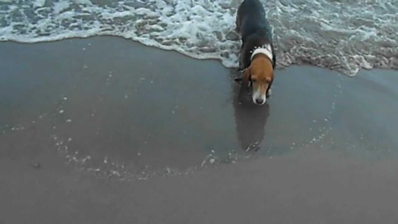 Basset Hound Swimming at the Beach YouTube