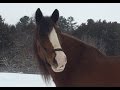 2016 Clydesdale Superbowl Commercial - GO JIMMY!