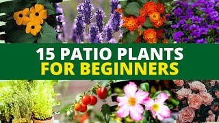 15 Best Patio Plants for Beginners | Best Plants for Patio Garden 🌻