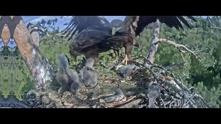 Dad brings Lunch  Mom feeds Eaglets and keeps watch on the White Tale Eagles Nest, May 22, 2024