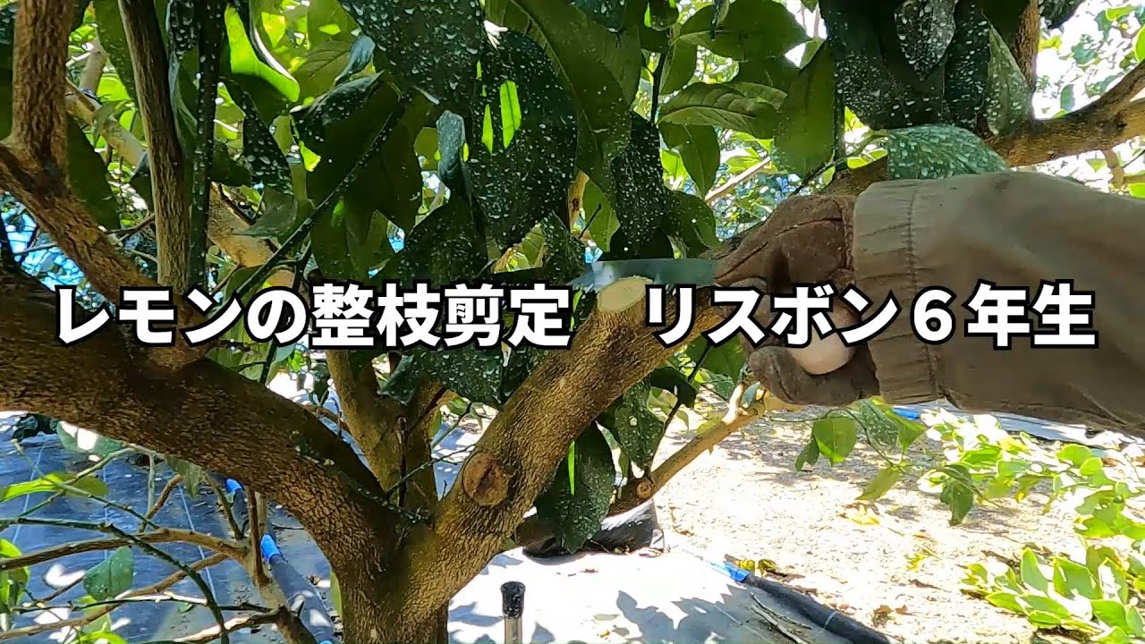 ⑨レモンの整枝剪定　リスボン6年生【東京都島しょ農林水産総合センター】