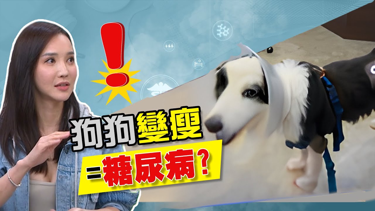 狗狗變瘦＝糖尿病？！｜醫學大聯盟 精選