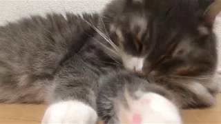 音を立てて毛繕いをする猫 ノルウェージャンフォレストキャットTurn up the sound and arrange the hair.Norwegian Forest Cat.