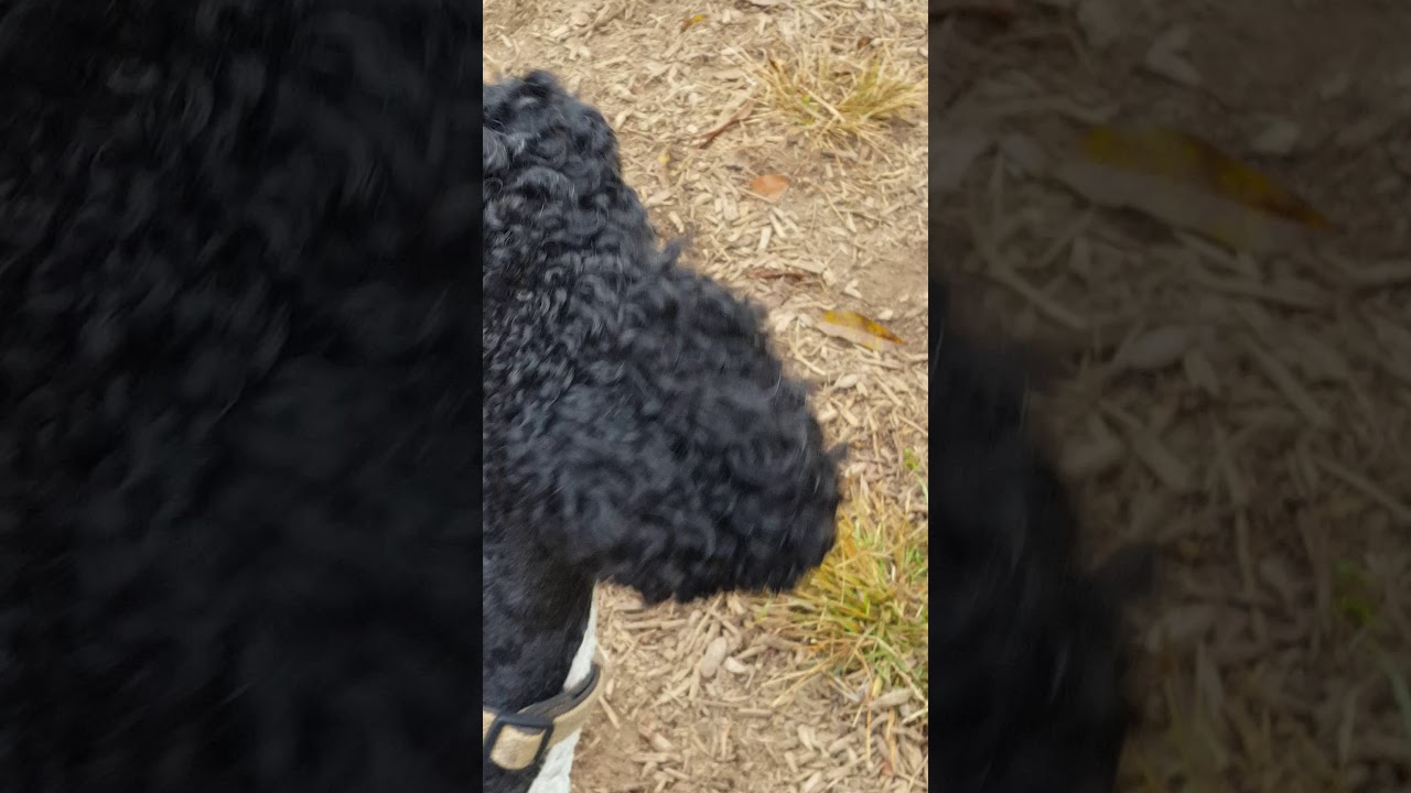 raven rock standard poodles