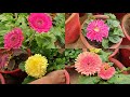 Gerbera Care Tips || How to Grow and Care Gerbera || Fun Gardening