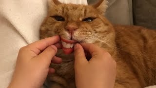 CRAZY CATS that will MAKE you LAUGH OUT LOUD! - Funny CAT complation