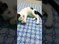 hi guys my cat rules#