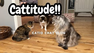 Girl Cats With Cattitude | Catio Chat Vlog #animals #pets #catvideo #cats #catlovers