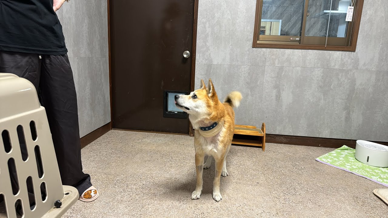 MK まんまるあにまるず MK まんまるあにまるず まんまるどうぶつ