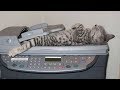 【面白い動画】 かわいい猫 - かわいい犬 - 最も面白いペットの動画 #212