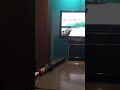 恋あざみ