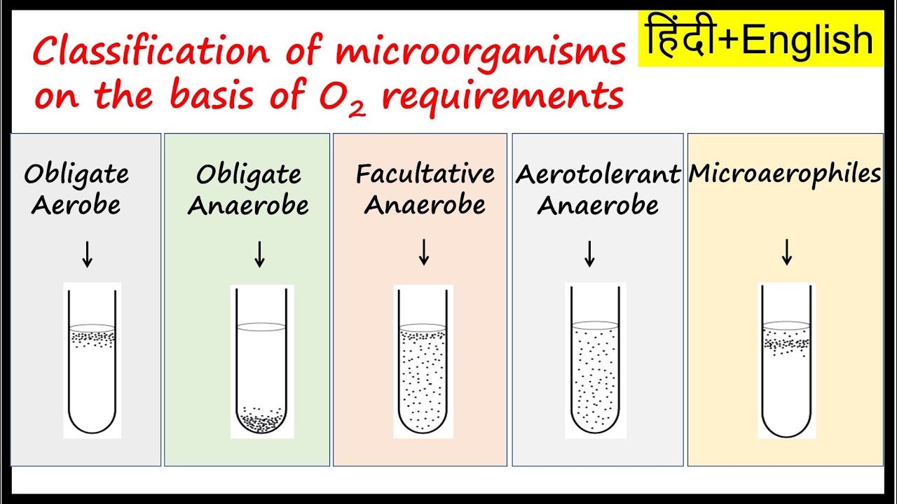 Classification of microorganisms on the basis of oxygen requirements ...