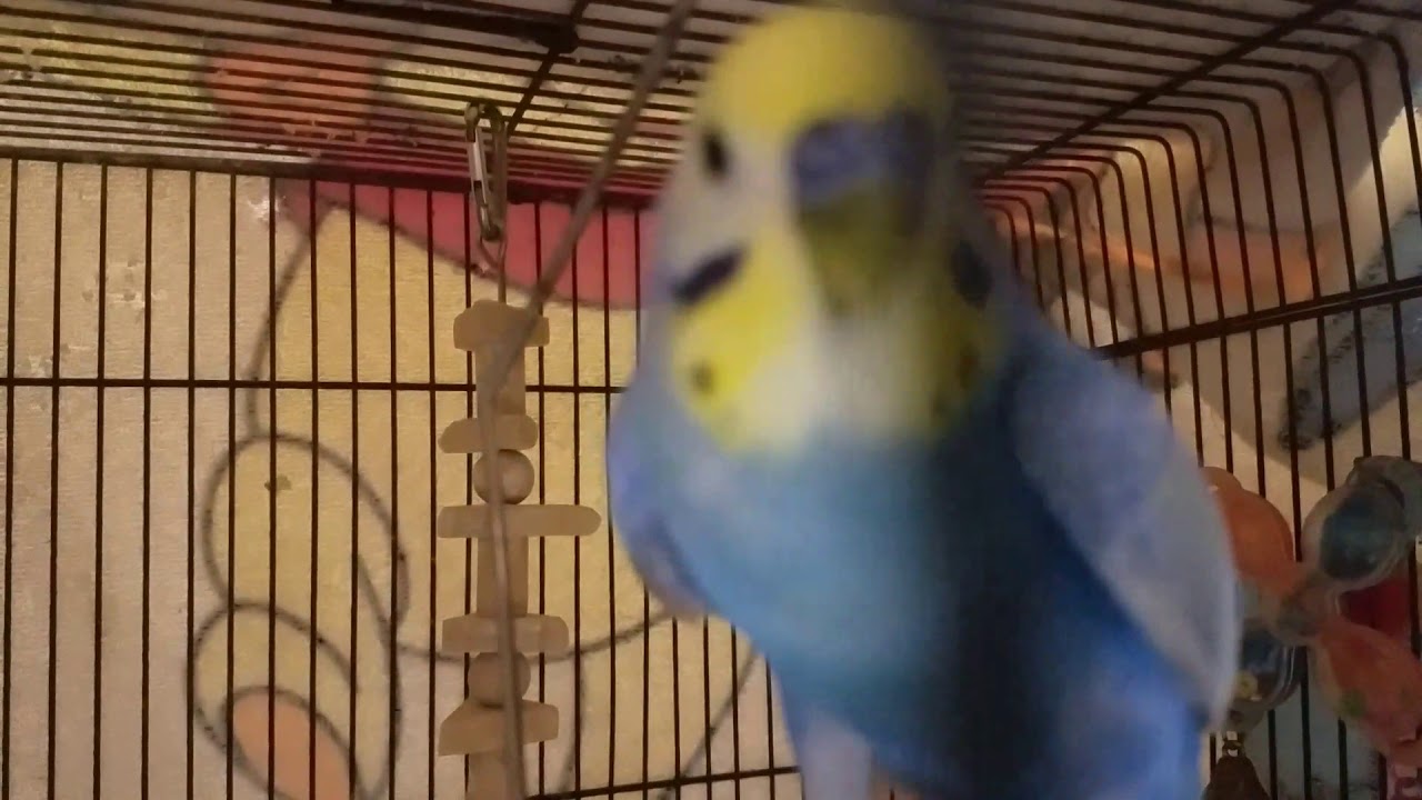 せきせいいんこ Youtube