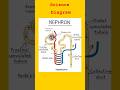 #nephron #gk #viralshorts