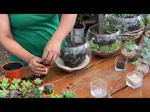 Vídeo: Floriana Com Suculentas (32 Fotos): Como Plantar Flores Em Um Aquário De Vidro? Como Fazer Um Jardim De Suculentas Em Um Vaso De Vidro Com As Próprias Mãos?