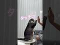 いつ覚えたかわからない、ポコペンのハイタッチが可愛すぎた🥰#猫 #ねこ #cat #猫のいる暮らし #ポコペン