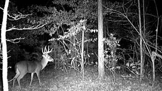 log road 11-21-11 013.AVI