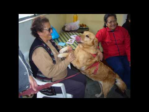 Tenencia responsable de mascotas