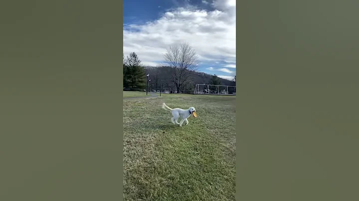 Bodie catching frisbee