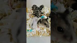 Tui đến đây Hamster #hamster