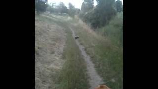 Cal meets Skunk