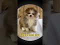 Do you like puppies?