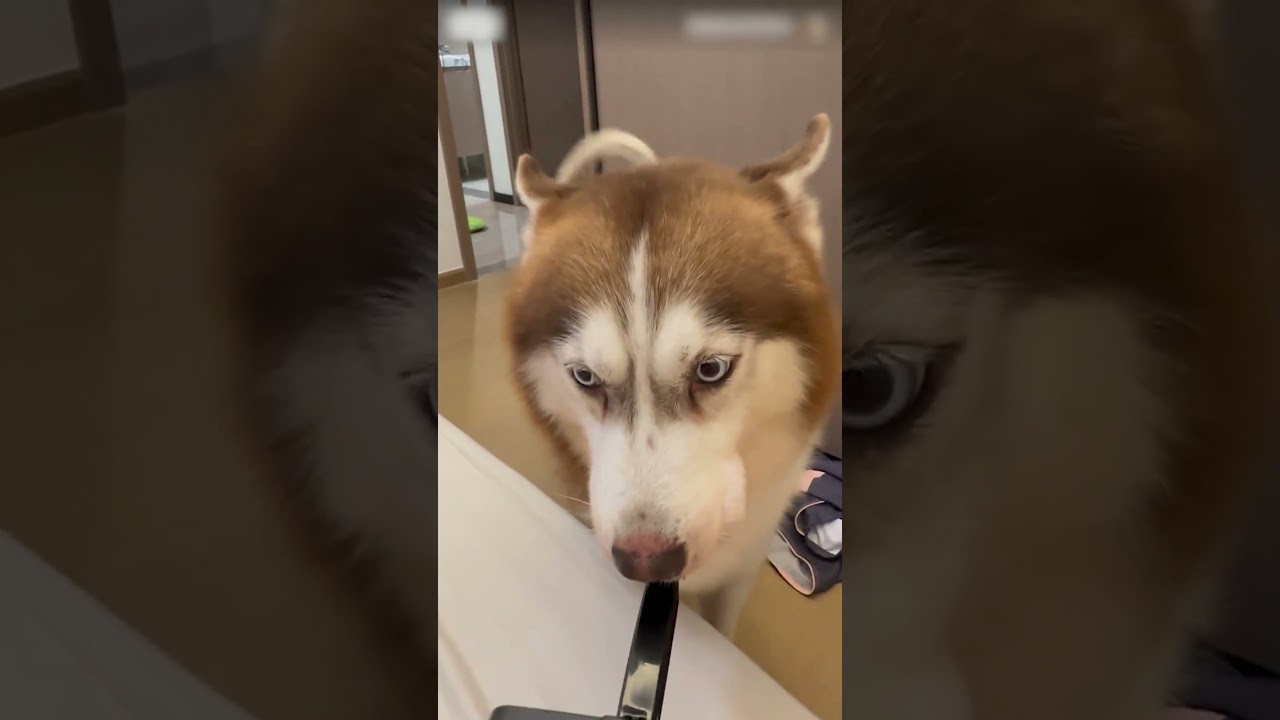 A day in the life of a Husky! 🐶 Vlog