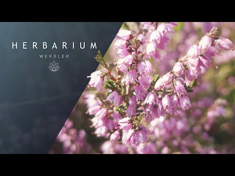 Calluna vulgaris - (Common Heather)