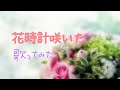 花時計咲いた/松田聖子(cover)