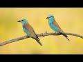 Photographing European Rollers