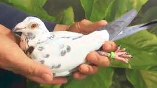 PIGEON'S RACING IDN _ TAIWAN GRIZZLE COLOR