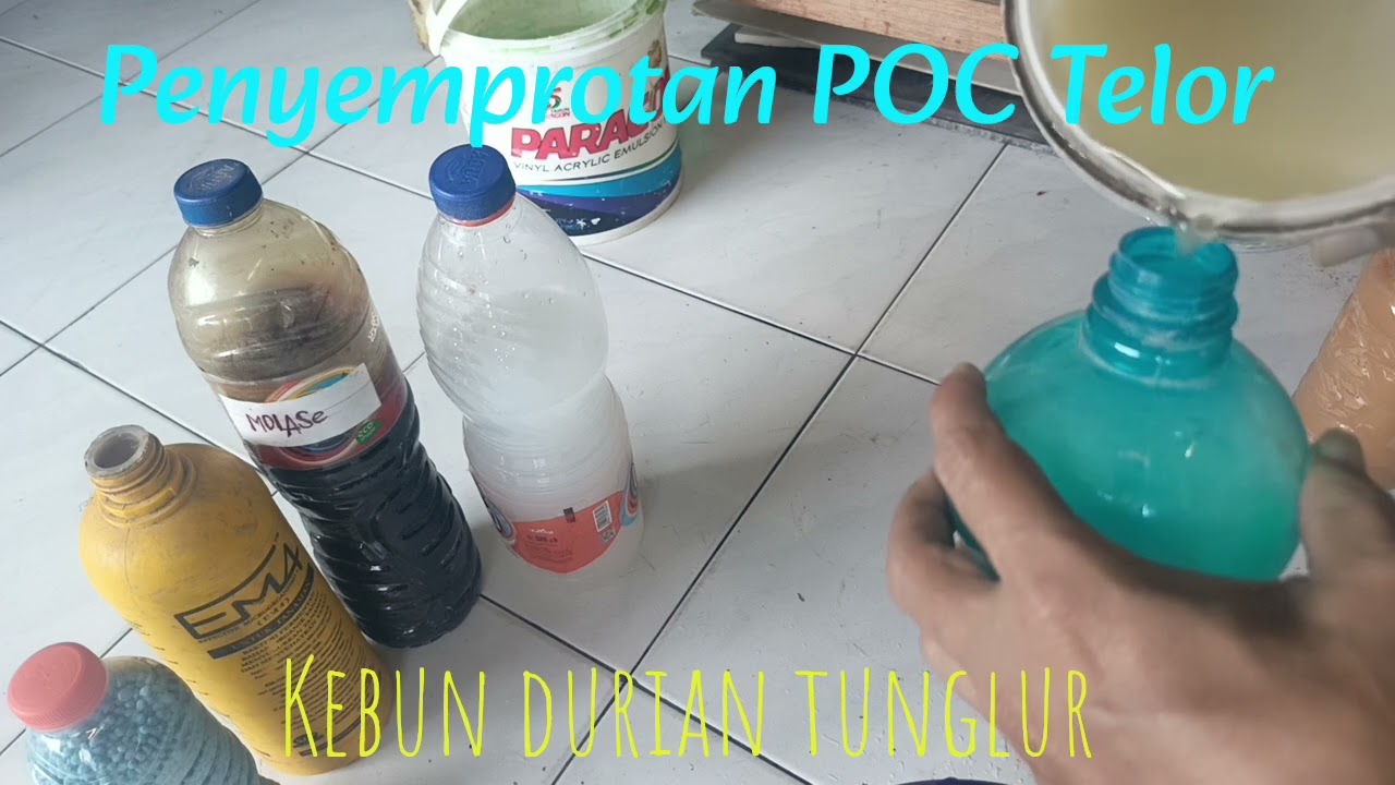 PENYEMPROTAN POC TELOR ‼️ KEBUN DURIAN TUNGLUR 