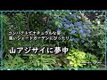 【山アジサイに夢中】ガーデニング/シェードガーデン/挿し木/高幡不動尊の山アジサイ/高尾山の自生山アジサイ/暮らしを楽しむVlog