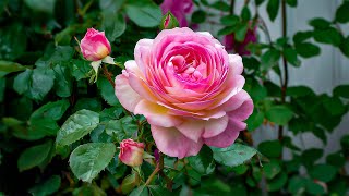 Find Calm, Find Breath, Find Yourself Again 🍀 Soft Notes for a Heart That’s Lost Its Center screenshot 5