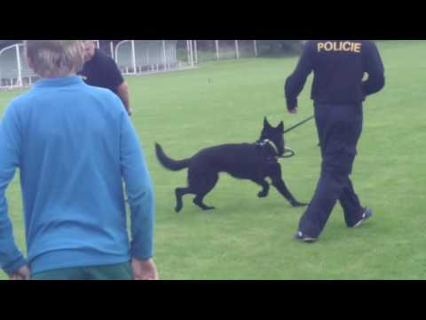 Video: Policejní Slam Rezervoár Psi