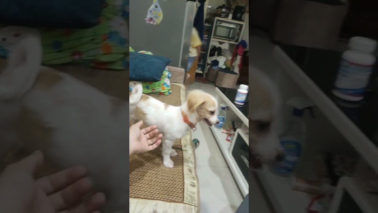 Tom cat vs Kem dog play together