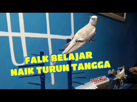 Burung Pintar Falk Cockatiel White Face Youtube