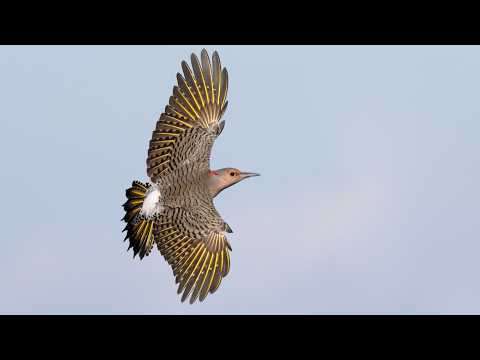 Northern Flicker: Bird in the Spotlight
