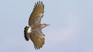 Northern Flicker: Bird in the Spotlight